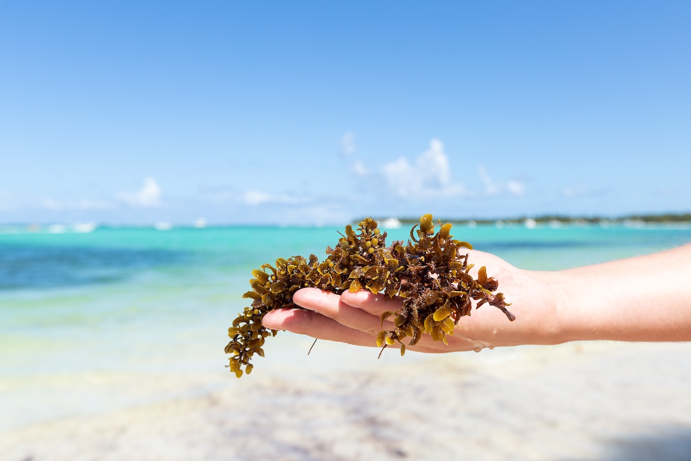 sargazo en punta cana
