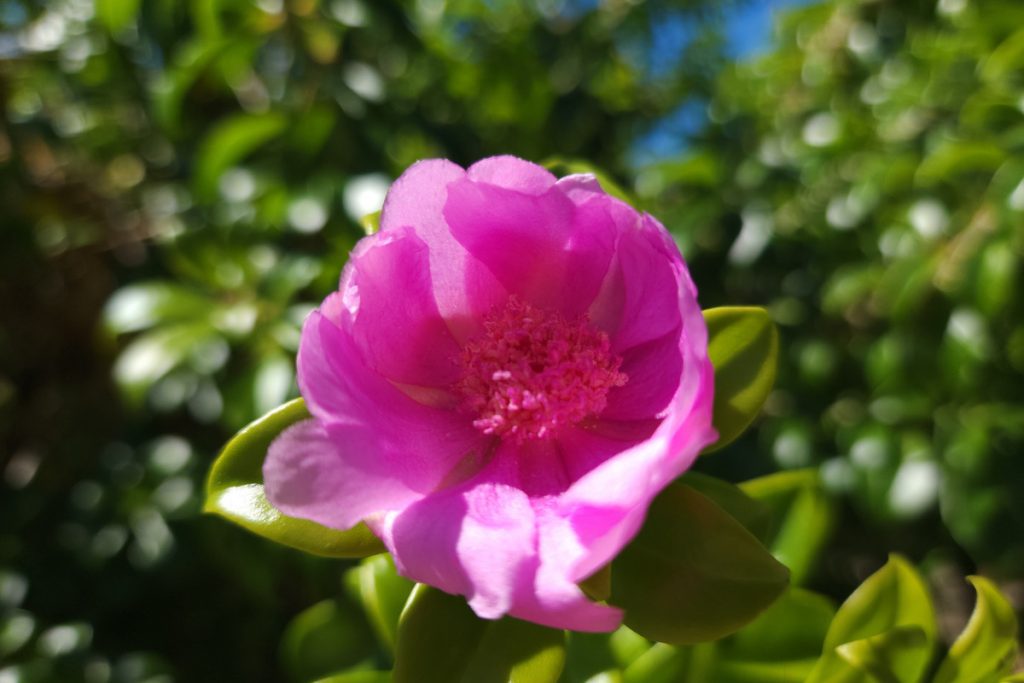 Flor de Bayahibe