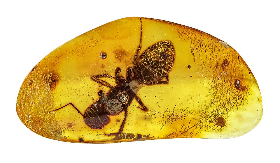 Museums in the Dominican Republic, Dominican amber museum.