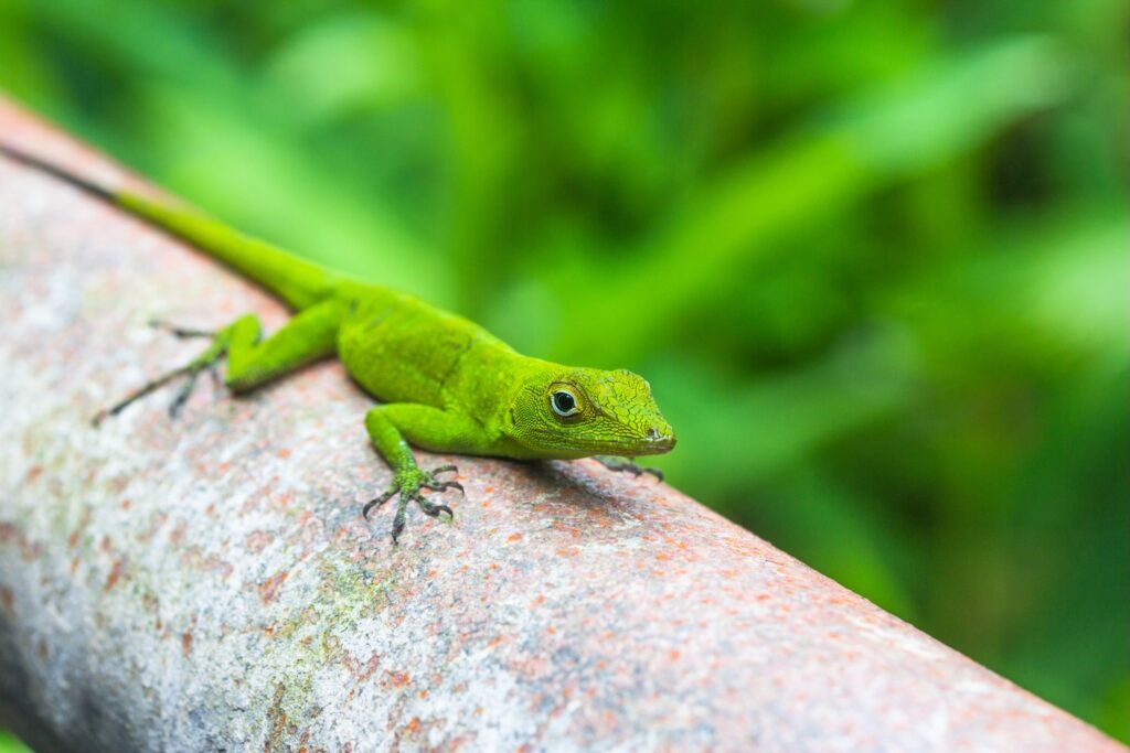 Flora and fauna of Higüey, the anolis lizard