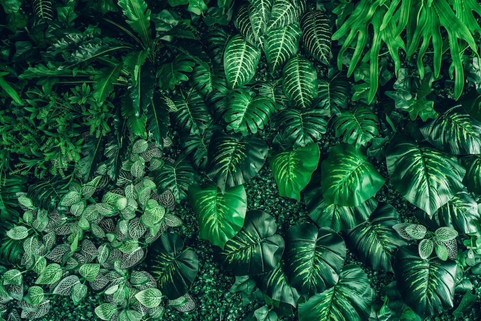 plantas tropicales punta cana