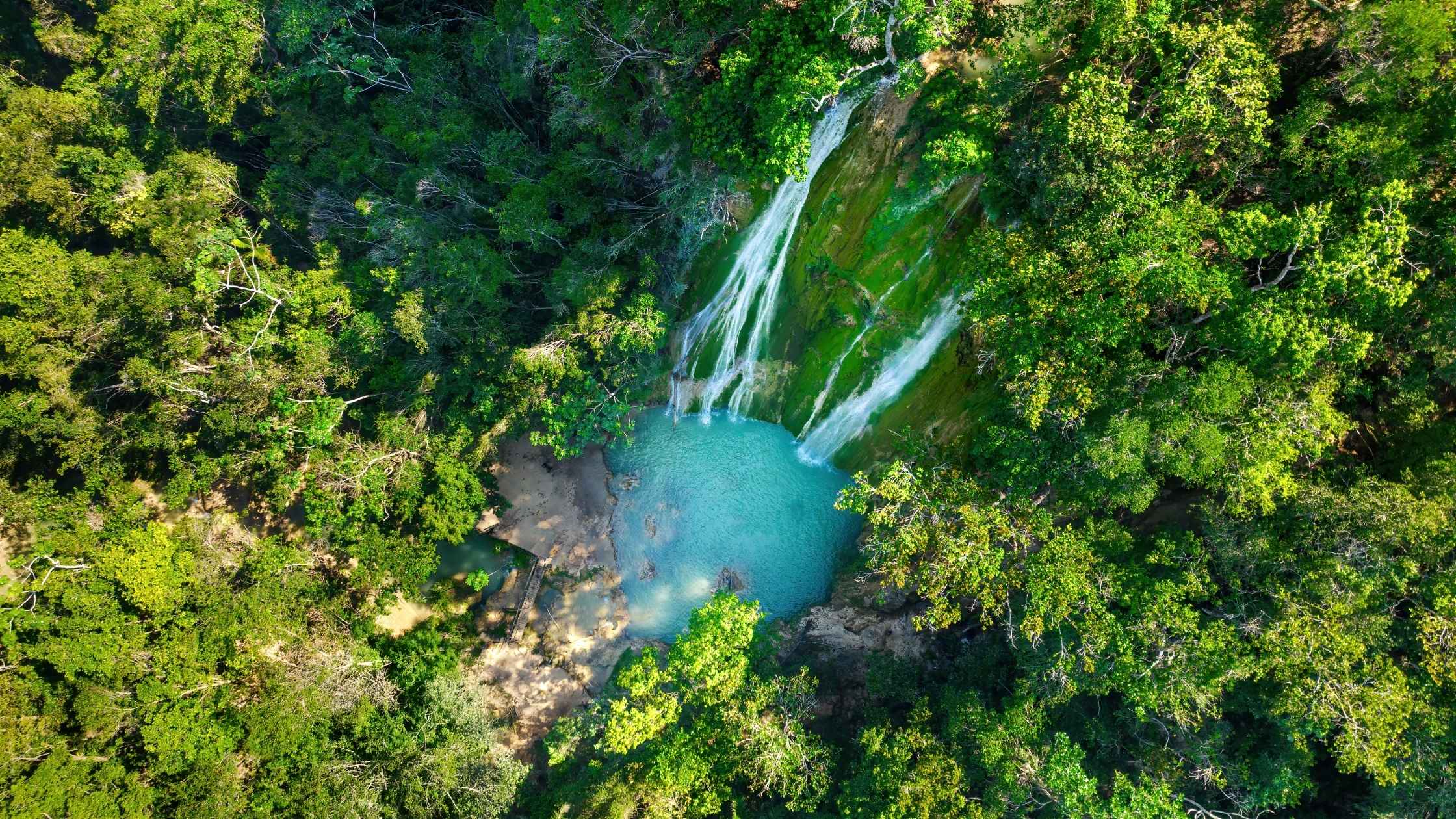 Dominican jungle